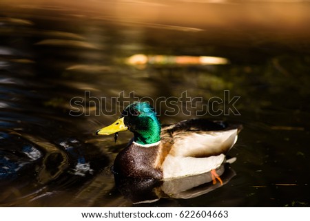 Beautiful male Mallard duck with reflection on water at pond.