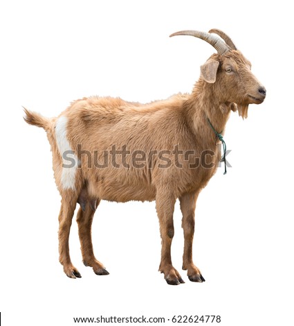 Adult red goat with horns and milk udder. Isolated Royalty-Free Stock Photo #622624778