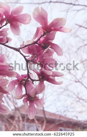 Beautiful magnolia tree in blooming in a botanical garden. Spring view.