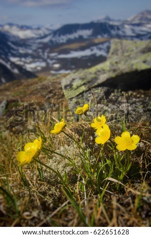 Urals mountain meadows flowers spring blossom
