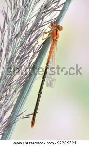 Ischnura pumilio (female, juvenile)