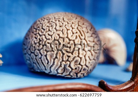 Brain coral exhibit close-up in museum