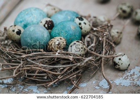 Rustic nest with quail eggs and bright blue chicken egg on dark wooden background. Easter composition.