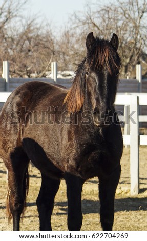 brown horse with black mane standing in a paddock on a background of white fence