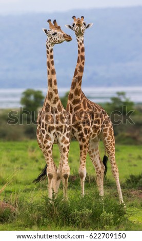 Giraffes against the background of the Nile River. Africa. Uganda. Murchinson Falls National Park. An excellent illustration.