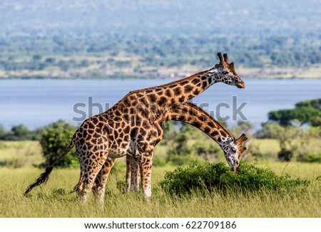Giraffes against the background of the Nile River. Africa. Uganda. Murchinson Falls National Park. An excellent illustration.