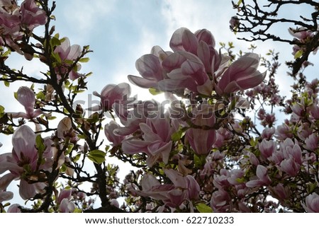 The sun seems by white magnolia blossoms (Magnoliaceae) 