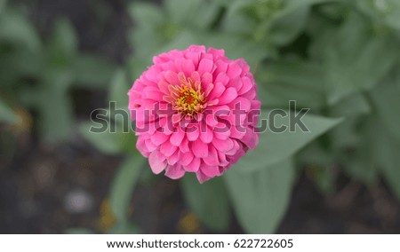 Pink petal flower called Chrysanthemum with selective focus