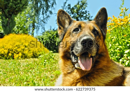 Portrait of german shepherd on grass with flowers in background