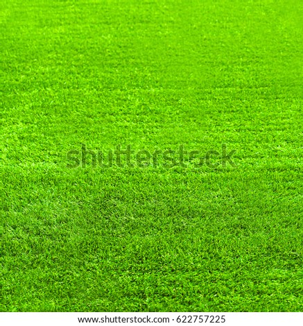 Green grass texture for background, nature abstract photo, blank copy space
