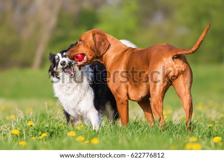 picture of a Border Collie and Rhodesian Ridgeback fighting for a toy