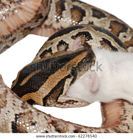 boa snake eat rat isolated on white