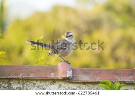 Beautiful Tropical Mockingbird on a wall 