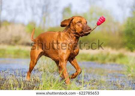 picture of a Rhodesian ridgeback running with a toy in a pond