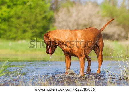 picture of a Rhodesian Ridgeback playing in a pond