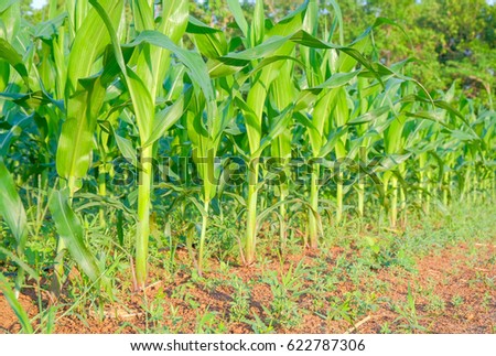 selective focus picture of organic young corn at agriculture field 
