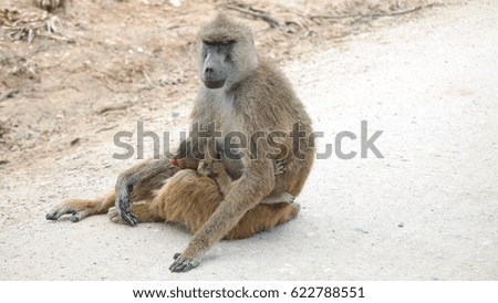 Baboon in the road with its baby in Amboseli National Park in Kenya