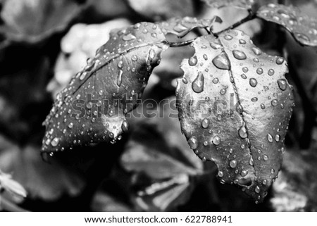 A leaf with rain drops in black and white