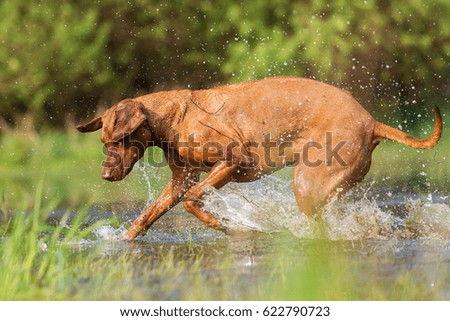 picture of a Rhodesian ridgeback running through the water