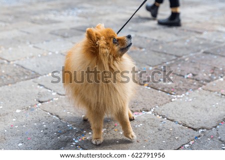 picture of a cute Pomeranian dog at the leash, there is confetti of carnival ont the pavement