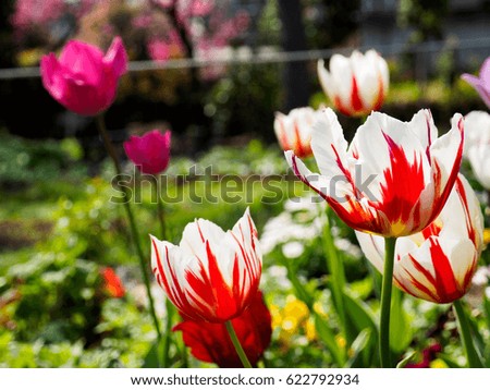 The tulip in Japan Royalty-Free Stock Photo #622792934