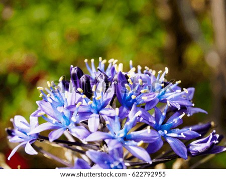 Flower in Japan Royalty-Free Stock Photo #622792955