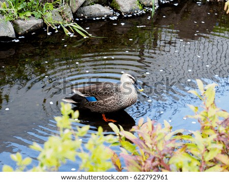 City of duck Royalty-Free Stock Photo #622792961