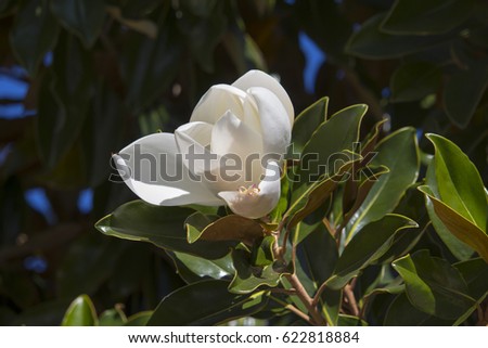 Stunning white Magnolia  a large genus of  flowering plant species in the subfamily Magnolioideae of the family Magnoliaceae blooming in spring is a delightful  specimen tree.