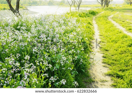 Flower blooming path, river shoreline.