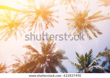 coconut leaf tree over sky background and sunset.