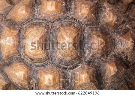 Texture of Turtle carapace. Royalty-Free Stock Photo #622849196