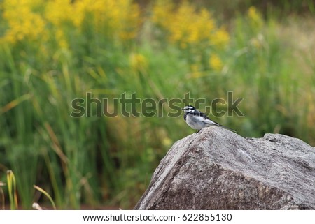 White Wagtail, Number 2. Modern birds