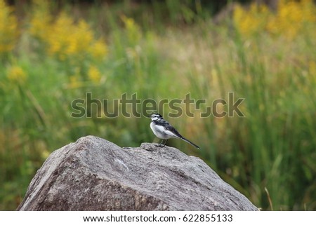White Wagtail, Number 1. Modern birds