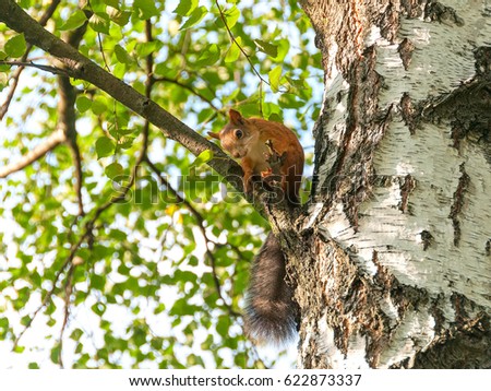 Squirrel sits on birch tree in profile