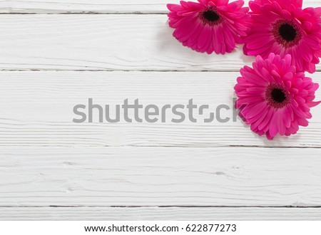 pink gerber on white wooden background