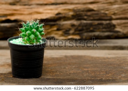 cactus in front on wooden table.