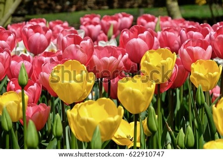 Colorful tulips. Skagit Valley Tulip Festival. Mount Vernon. Seattle. WA. United States.