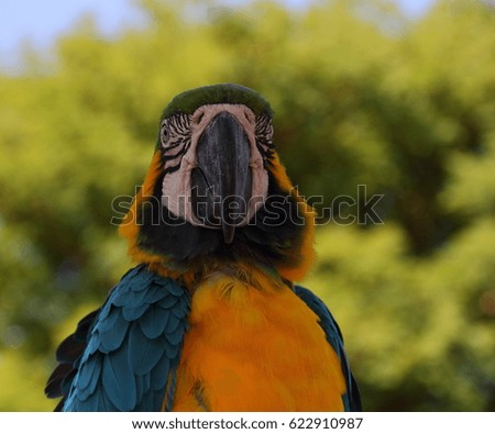 A Macaw is a large colorful tropical American parrot