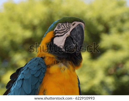 A Macaw is a large colorful tropical American parrot