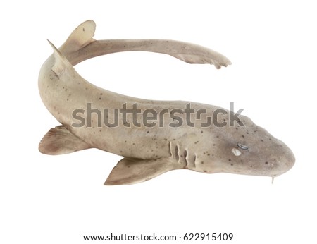 Shark isolated on white