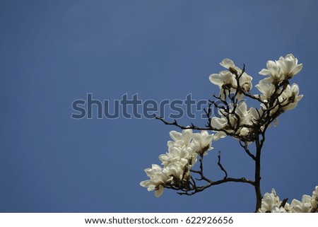 magnolia flowers against blue sky