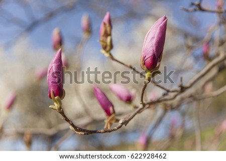 Pink magnolia. Flowers of magnolia. Magnolia buds. springtime