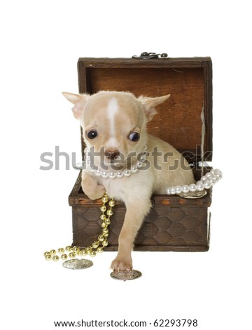 Tiny tan and white chihuahua puppy inside a brown Treasure Chest with Pearls, Gold Coins, and gold necklace, paw reaching down and touching a coin, isolated on white.