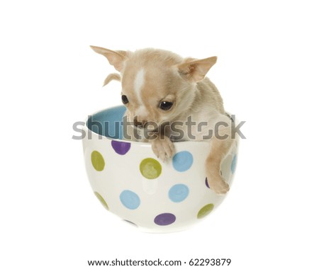 Tiny tan and white chihuahua puppy sitting inside of a  green, blue and purple polka dotted ice cream dish, isolated on white.