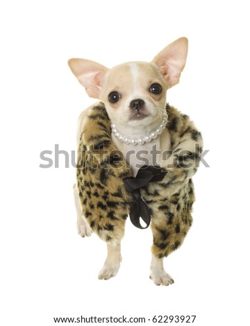 Tan and white chihuahua puppy dog wearing a brown, orange and black fur coat and a strand of pearls around ts neck, isolated on a white background.