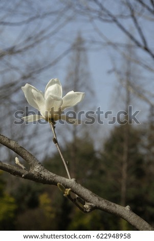 magnolia flower and branch
