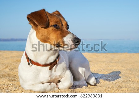 Portrait of Jack Russell Terrier. Dog playing on the beach at sunset                                