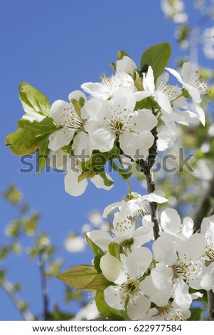 Flowering tree spring 
