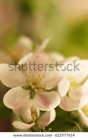 Flowering tree spring 
