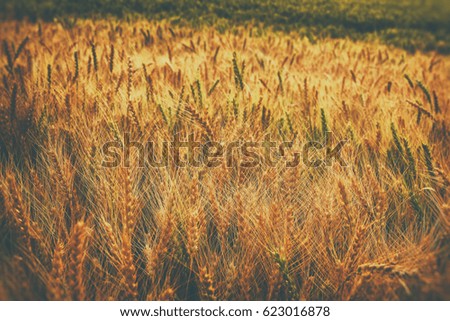 photo of wheat field at sunset.